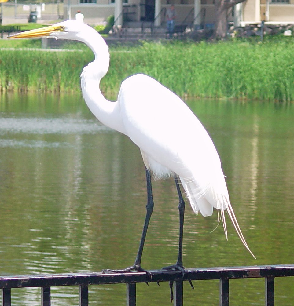 Egret 2 by Morgan James