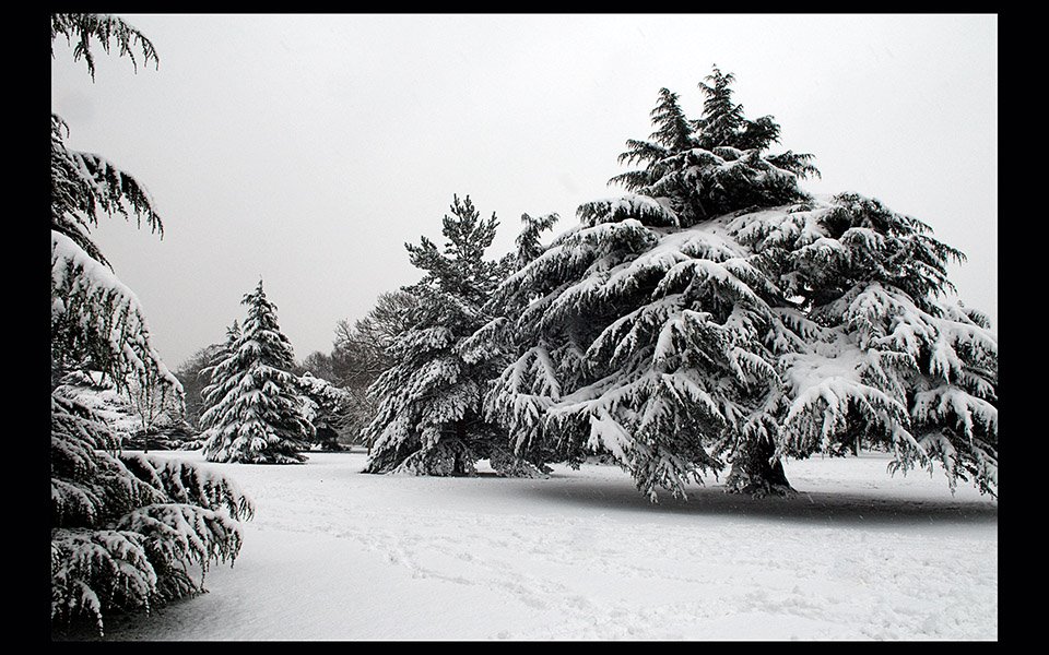 Snow Tree 2 by lxtwin