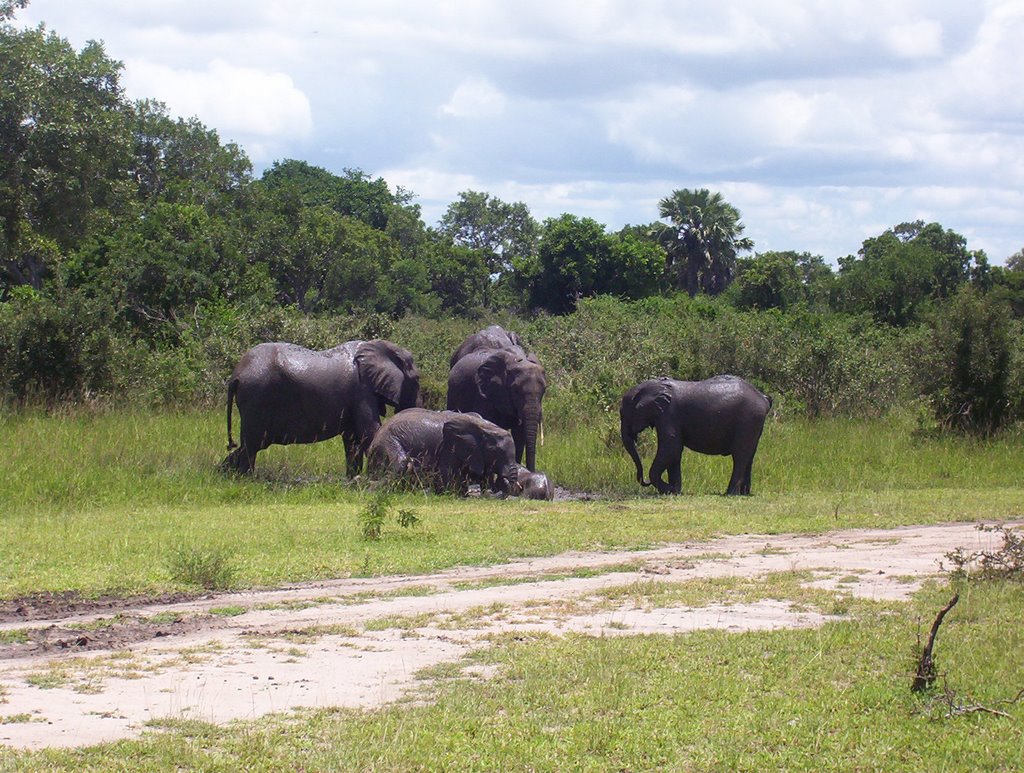 Selous -elephant- by marcomolinari