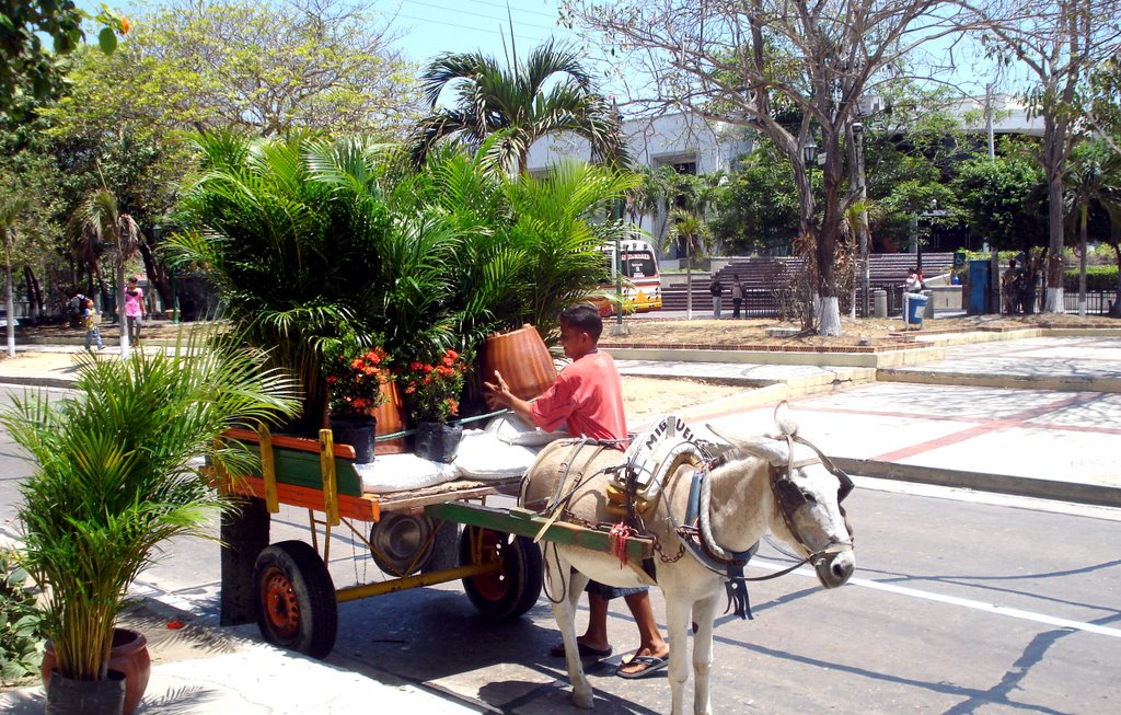 VENDEDOR DE PLANTAS. by DIANA MEYER V.