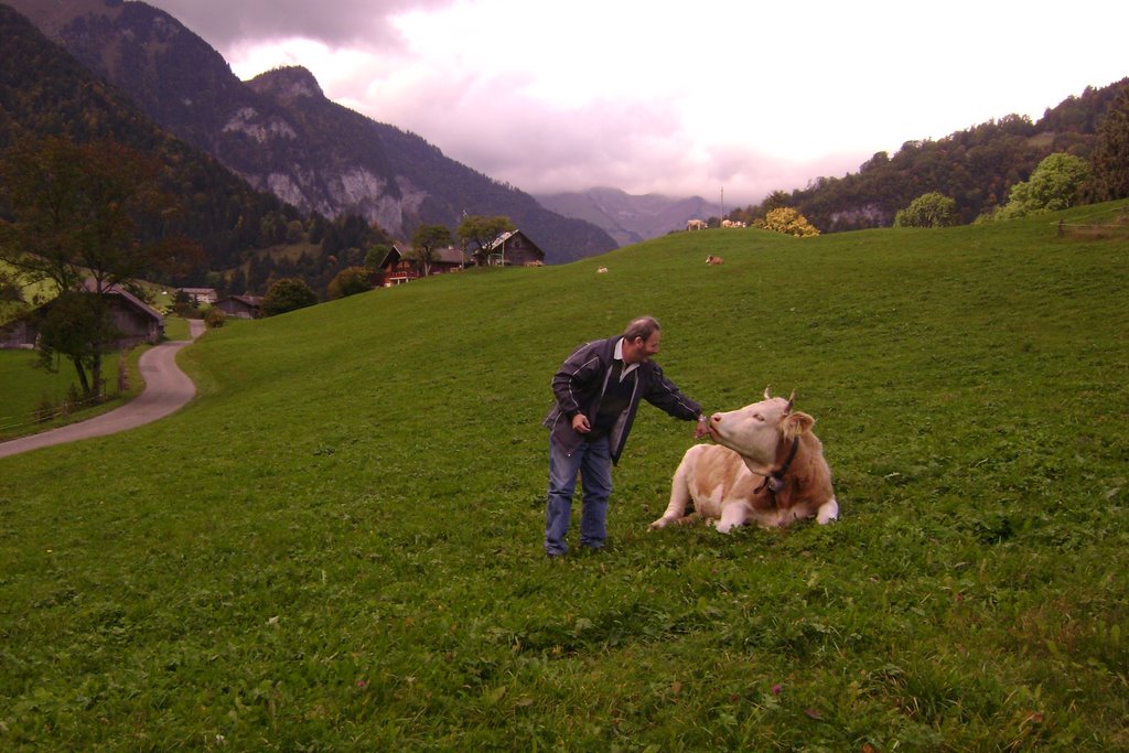 Vacas mansas en Suiza by pedro osvaldo corti