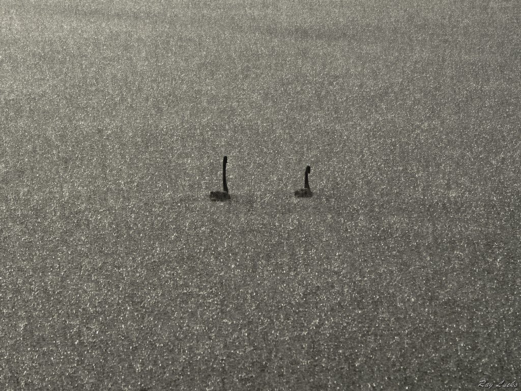 Black Swans in strong pouring Rain by Rainer2