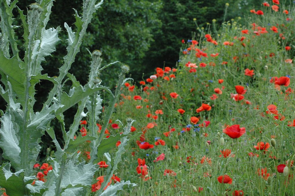 Ogród Botaniczny PAN w Powsinie by azaperty