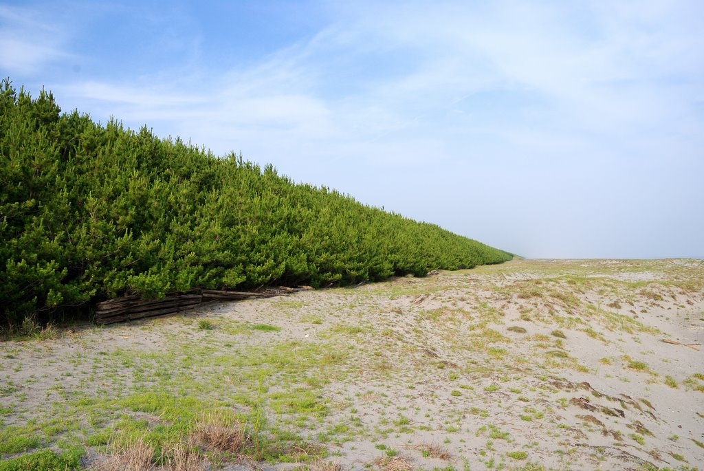 Pine in the tsuboi beach by Totok_wiedya