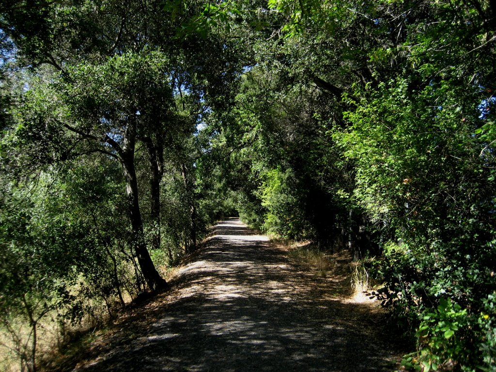 Creekside walking path, Santa Rosa 1 by Elliot Kallen