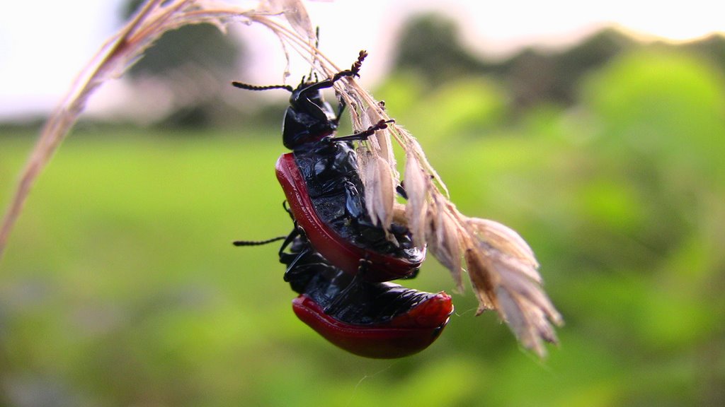 Beetle's by John de Crom