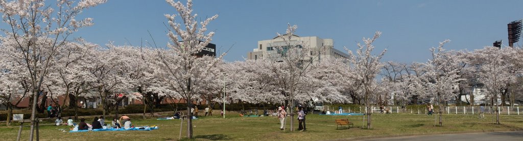 開成山公園の桜 by asakadai