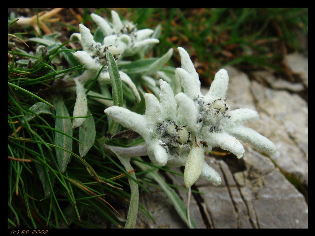 Alpen-Edelweiss by digipic