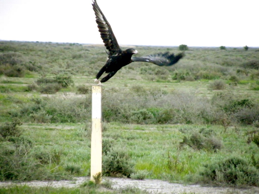 Hay Plains - Wedge Tail Eagle by nipper30