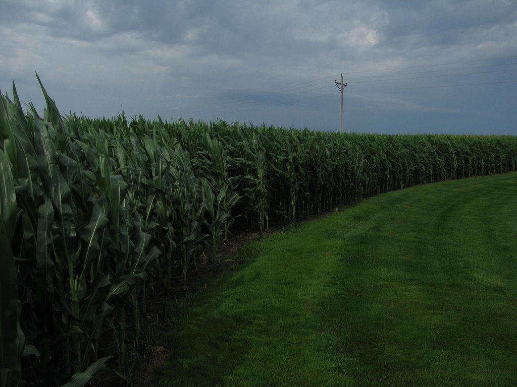 Corn Field Before the Hail Storm by Jesse *