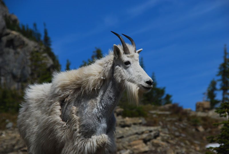 Young Mountain Goat by timlig