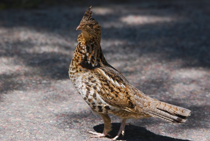 Ruffed Grouse by timlig