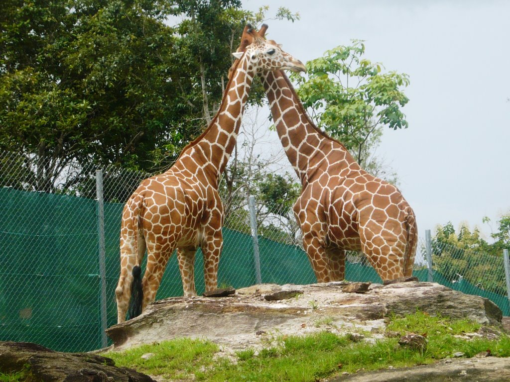 Jirafas en Zoológico África Mía by Frankch10