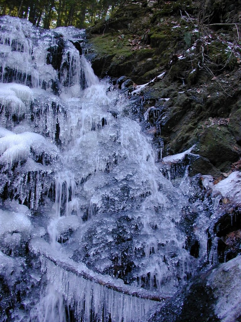 Forest in winter by cbaisan