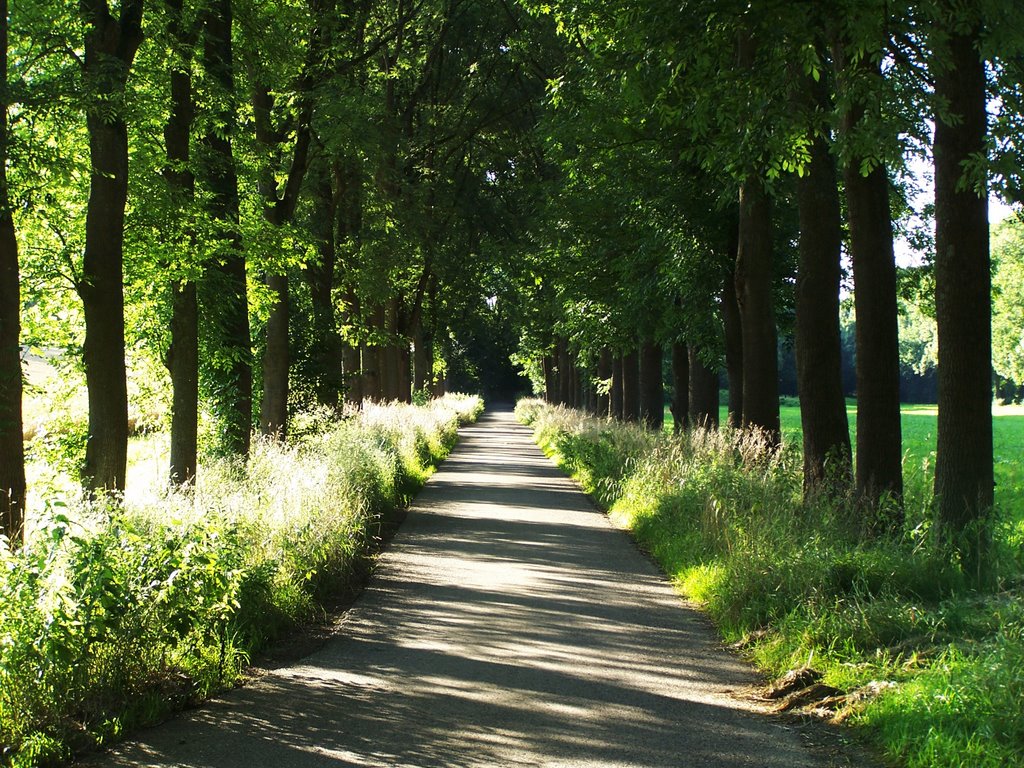 Eschenallee im Körschtal by Hartmut Scheuter