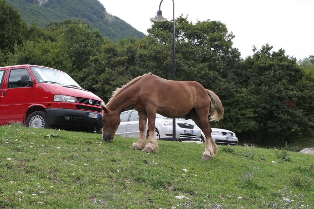 CIVITELLA ALFEDENA - CAVALLO AL PASCOLO - by tony1946