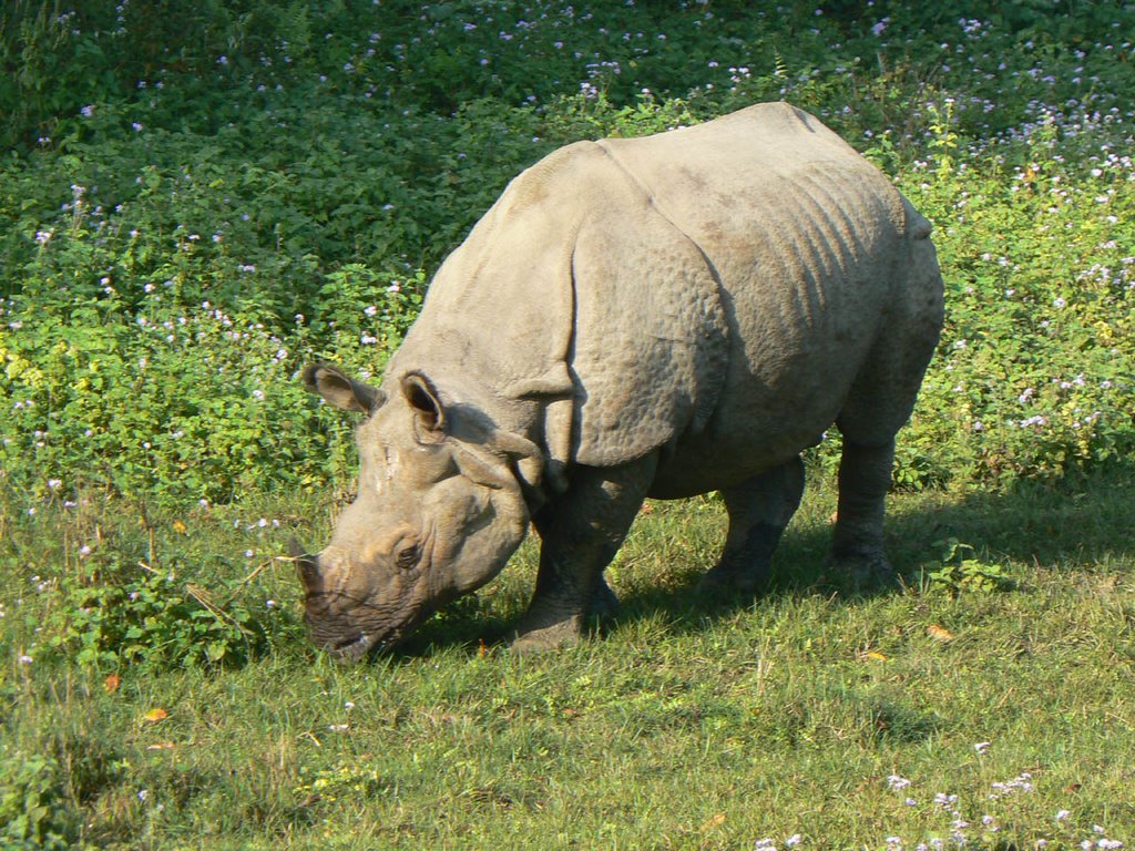 Panzernashorn Nepal 2007 by Klimke