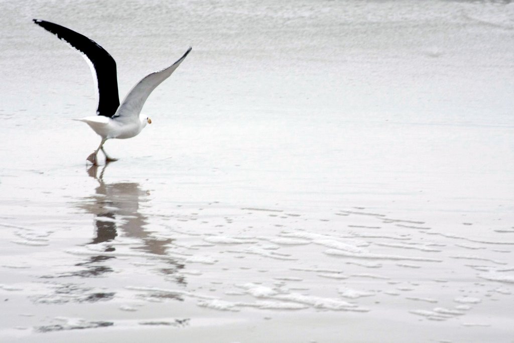 Gaivotão (_Larus dominicanus_) na Praia da Joaquina - Florianópolis - SC by Silvia Venturi