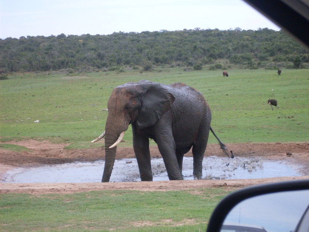 ELEPHANT AT WATER HOLE, NATIONAL ADDO ELEPHANT PARK, EASTERN CAPE by Elizabeth H. Roome