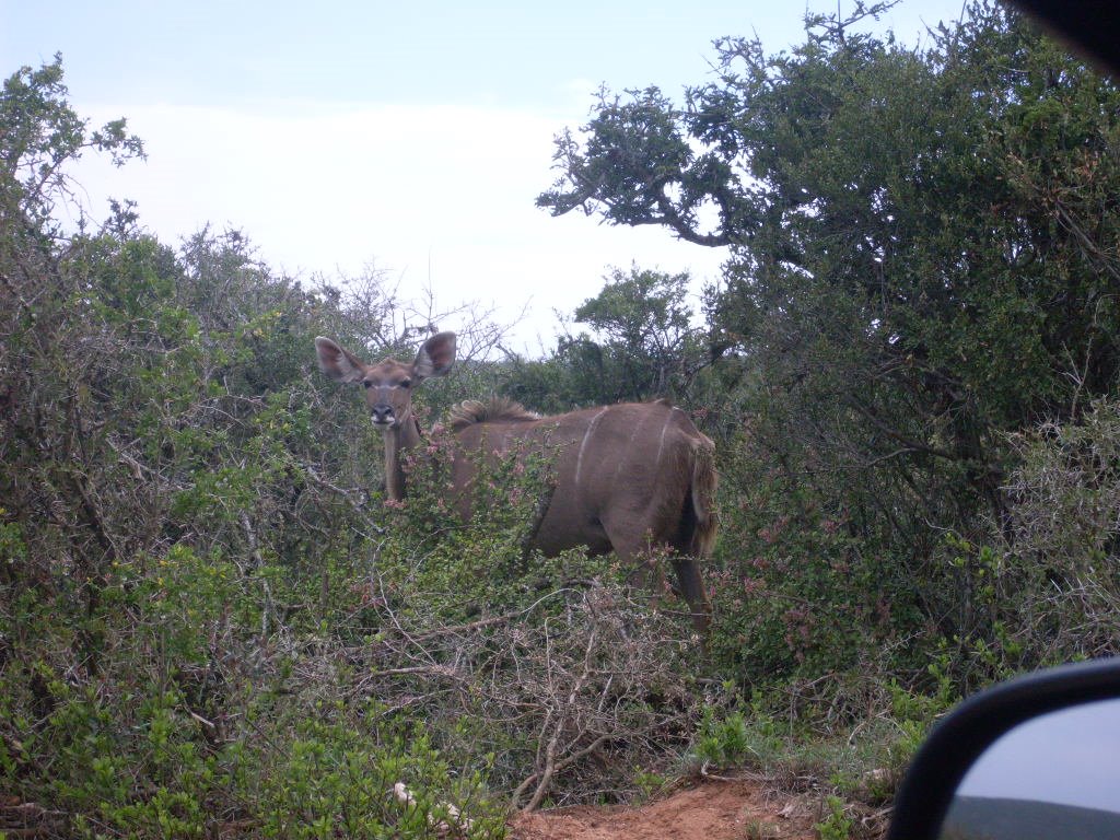 KUDU COW, NATIONAL ADDO ELEPHANT PARK, EASTERN CAPE by Elizabeth H. Roome