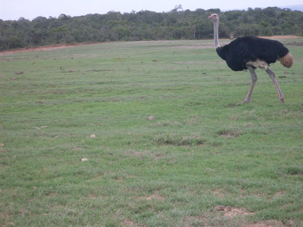 OSTRICH, NATIONAL ADDO ELEPHANT PARK, EASTERN CAPE by Elizabeth H. Roome