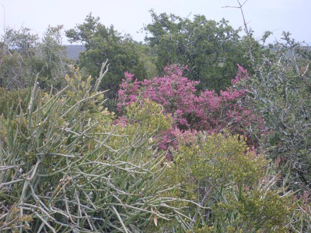 INDIGENOUS SUMMER VEGETATION, NATIONAL ADDO ELEPHANT PARK, EASTERN CAPE by Elizabeth H. Roome