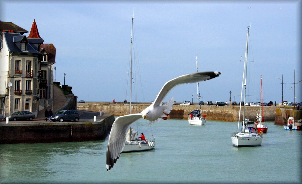 Goéland Argenté à Saint Valery en Caux by Maurice