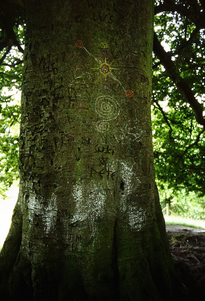 Albero ad Avebury, agosto 1994 by Marco Ferrari