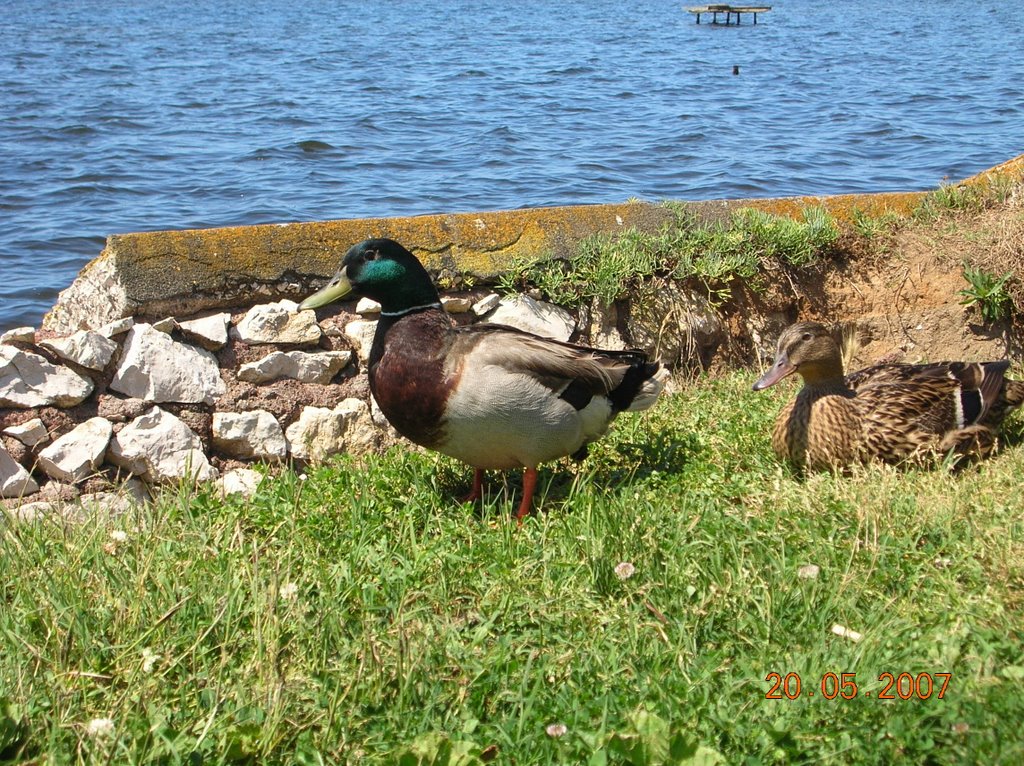 La fauna di Fogliano by Giulio71