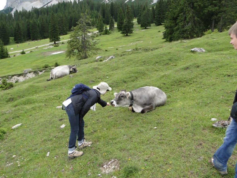 Milka Cow in Ehrwalder Alm by Przemek Rudnik