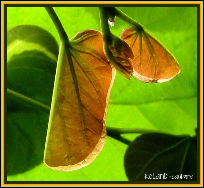 Bébés feuille "arbre de judée" (Cercis siliquastrum) by Rol/Photo/Alsace