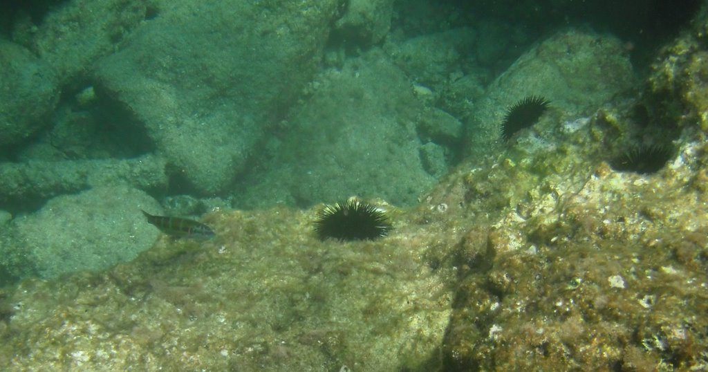 Underwater: Cala di Puolo - ricci e pesci by Fabrizio Reale