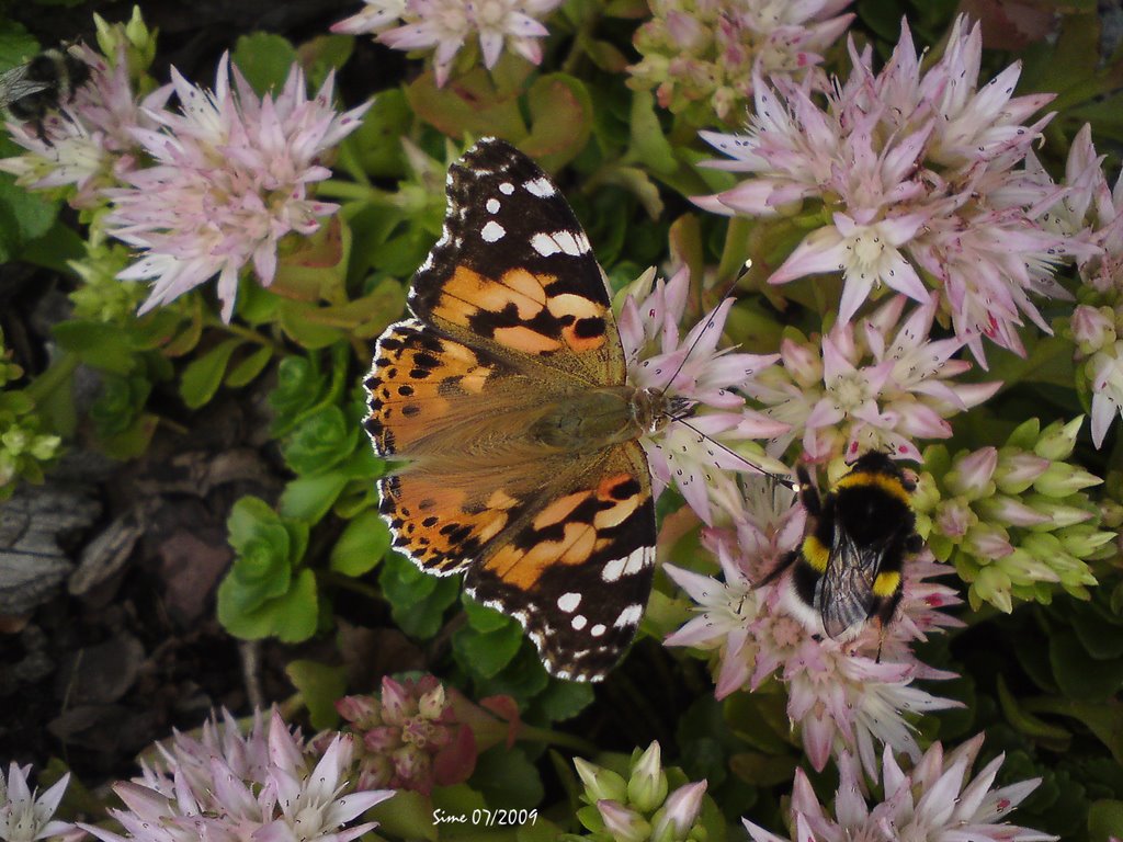 Schmetterling & Hummel by opaho1