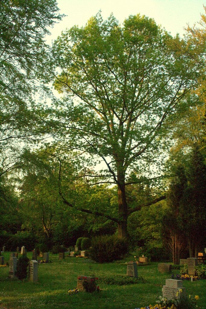 Ohlsdorf Cemetery by knirschke