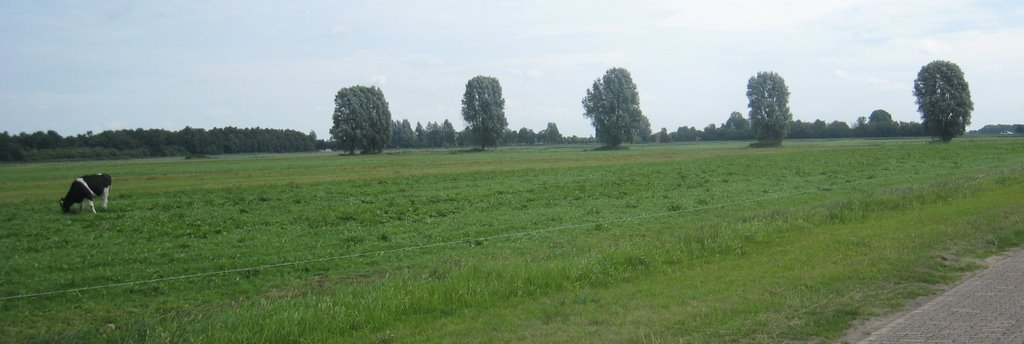 Trees and a cow by igor.passchier