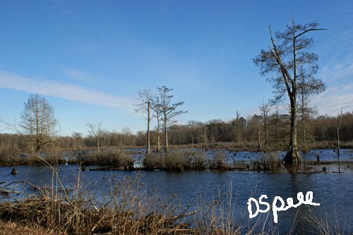 Red Mill Swamp by Darlene Spell