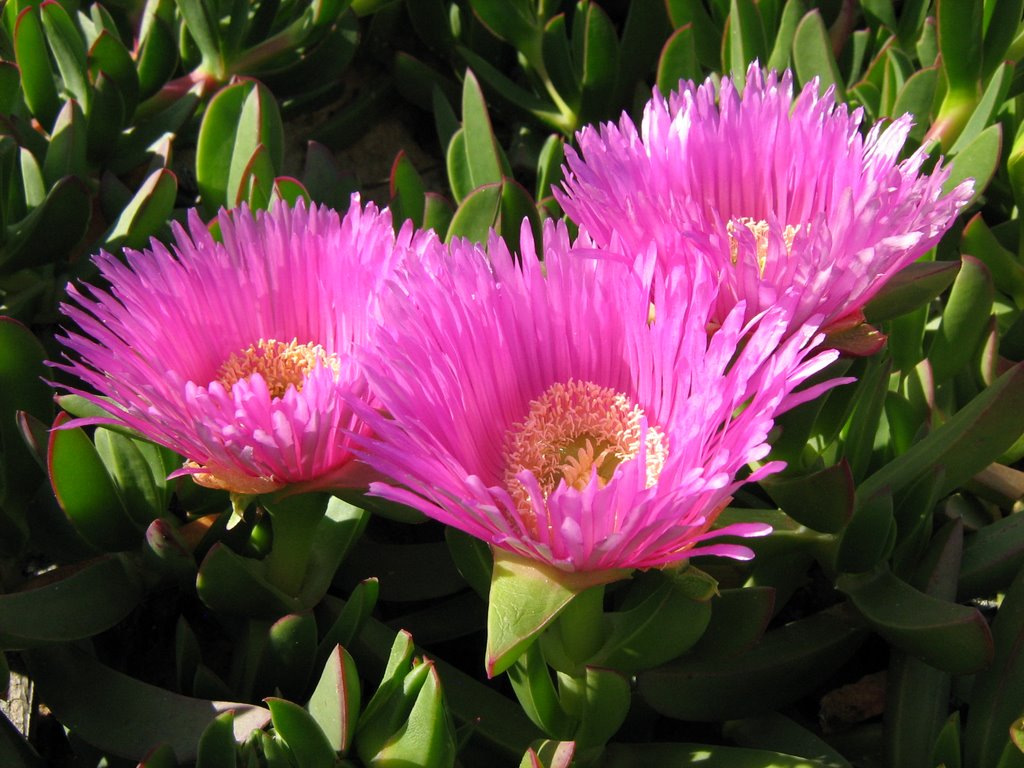 Flor de campo EL VECINO by Radost Lideva