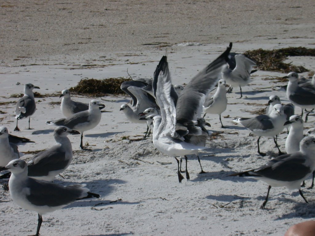 Seagulls on Bradenton Beach, FL by kevinml