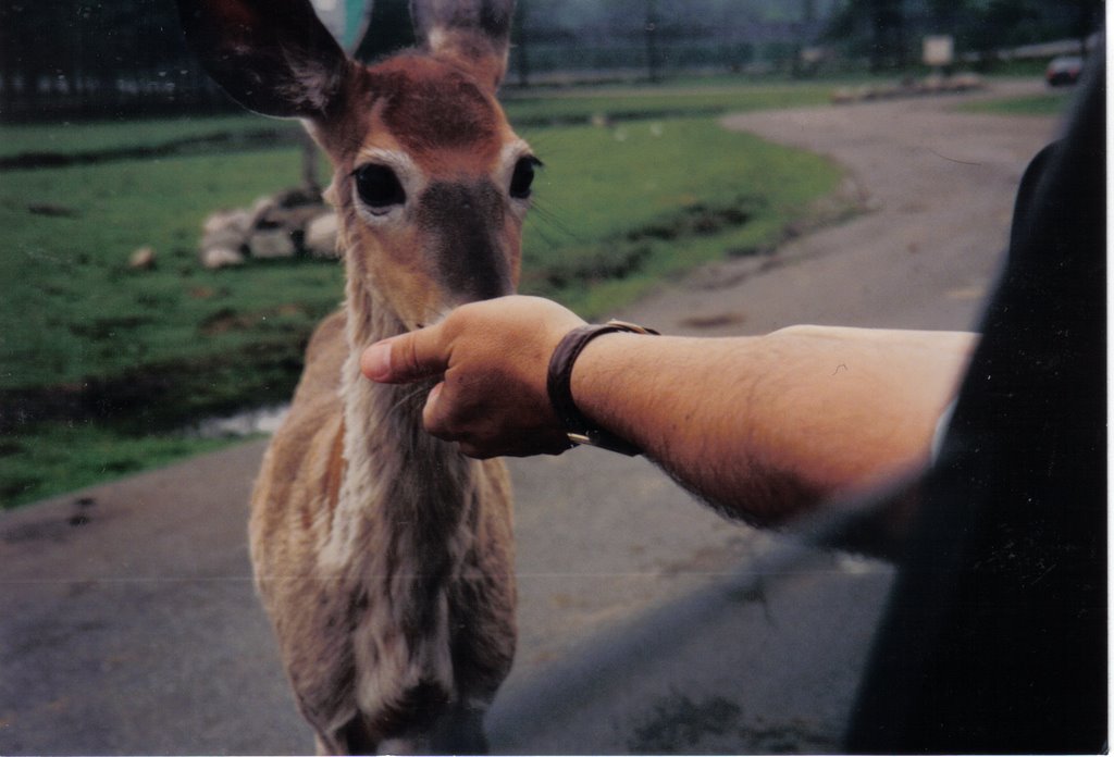 La Vie Facile des Cerf//Parque Safari 1996//By David Ubilla Kurte by CROATIEN