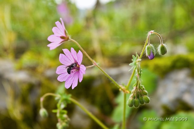 ZAGORIA, VIKOS by MICHEL-MEE.COM