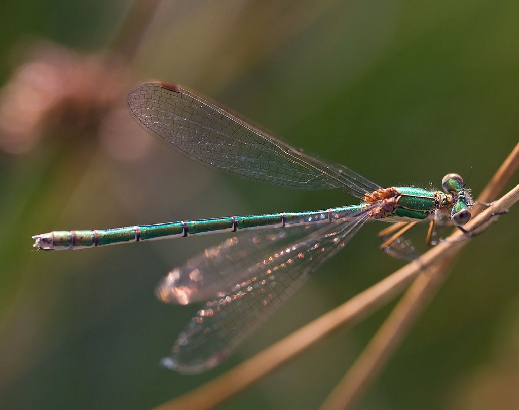 Gewone Pantserjuffer (Lestes sponsa) by Erik van den Ham