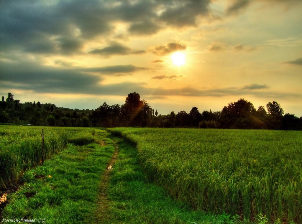 Qaemshahr farm by Moein Mohammadnejad