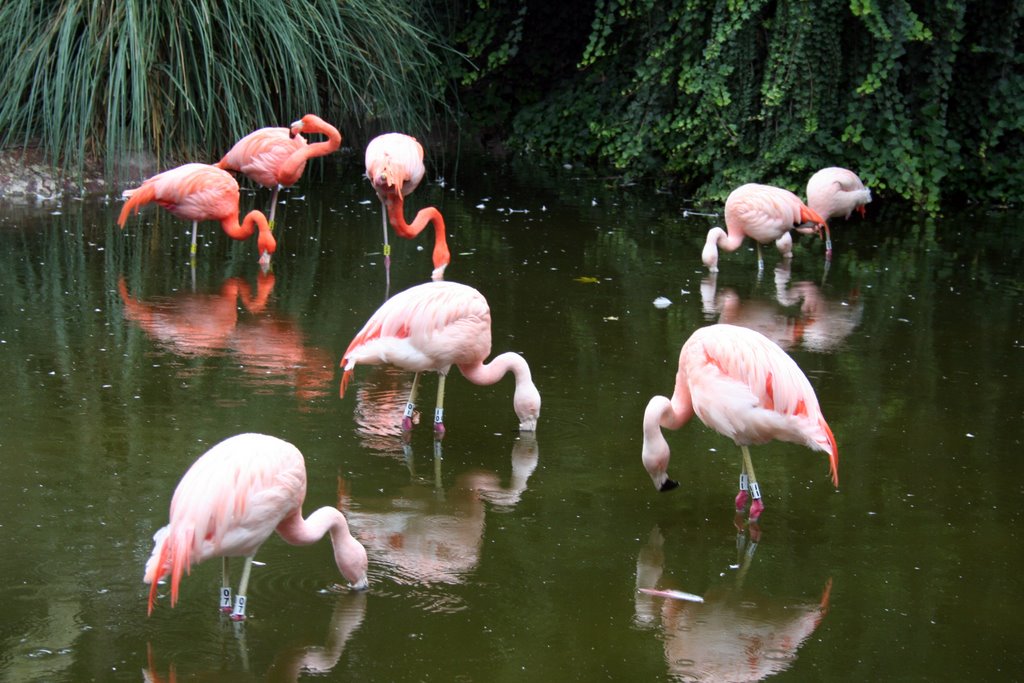 Flamingos by Gonzalo Ramírez Mtz