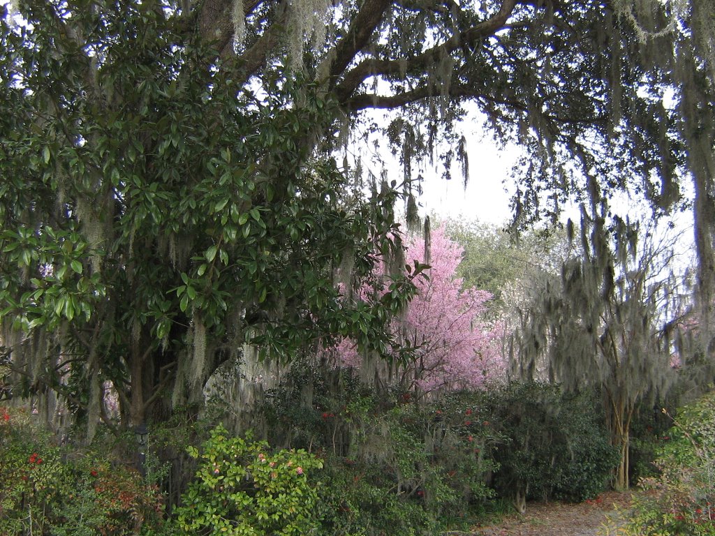 CHARLESTON, SOUTH CAROLINA, USA - MAGNOLIA PLANTATION SOUTH OF CHARLESTON by Elizabeth H. Roome