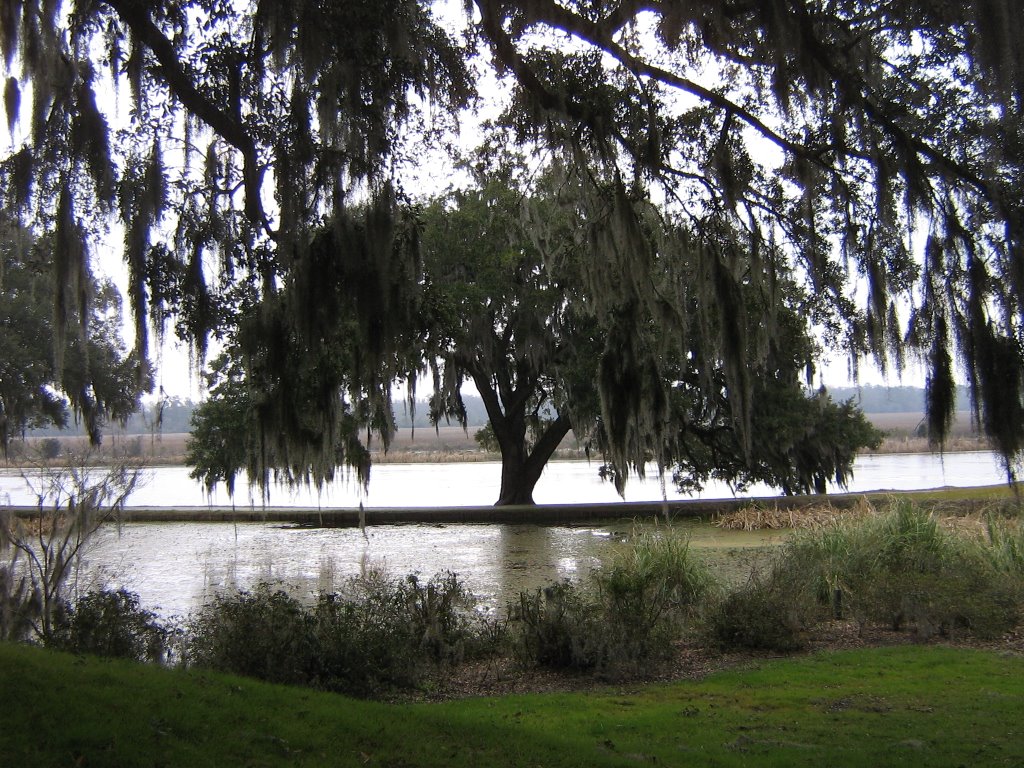 CHARLESTON, SOUTH CAROLINA, USA - MAGNOLIA PLANTATION SOUTH OF CHARLESTON by Elizabeth H. Roome