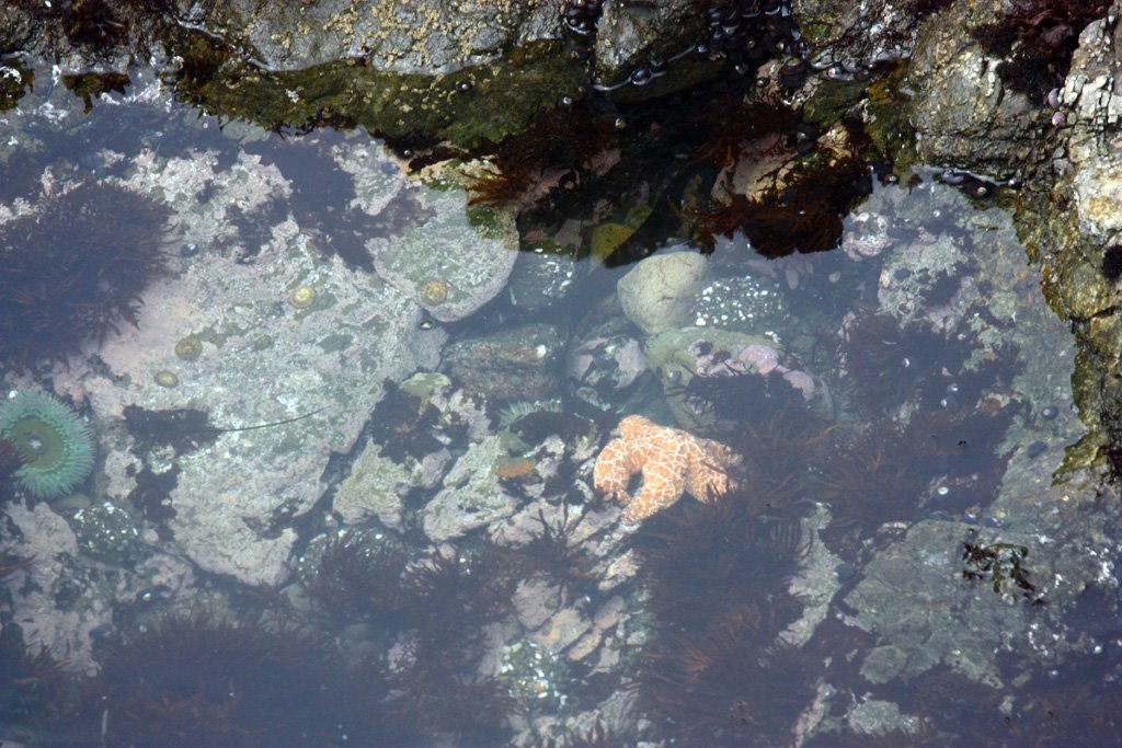 Sea Anemone & Starfish - July 2009 by Lance W