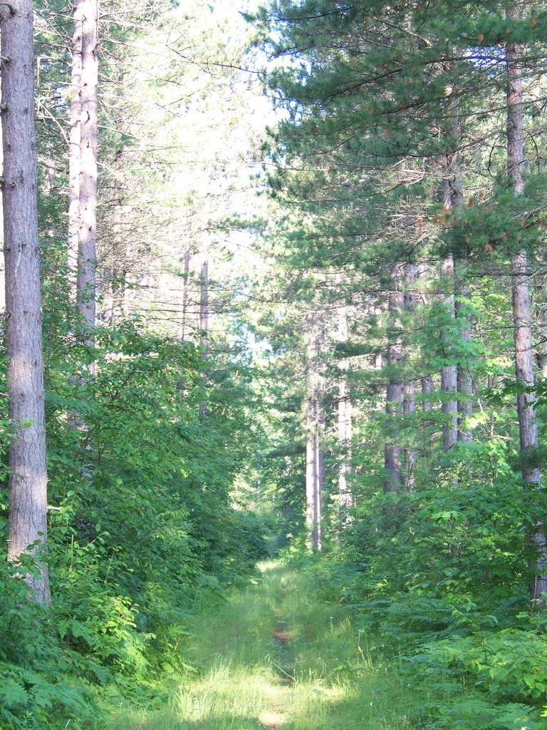 Chequamegon - Nicolet Nation Forest by Ken Ehleiter, Jr.