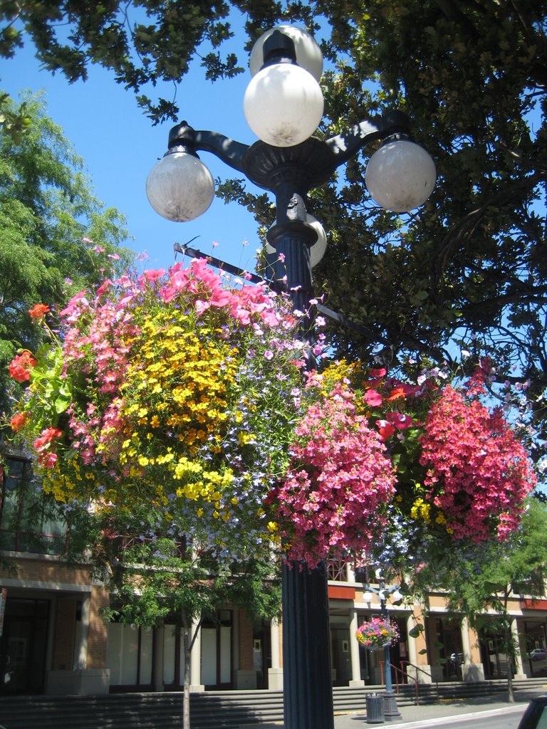 Flower Baskets by TiffanyPickles