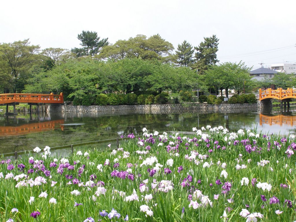 九華公園花しょうぶ祭り by naosan