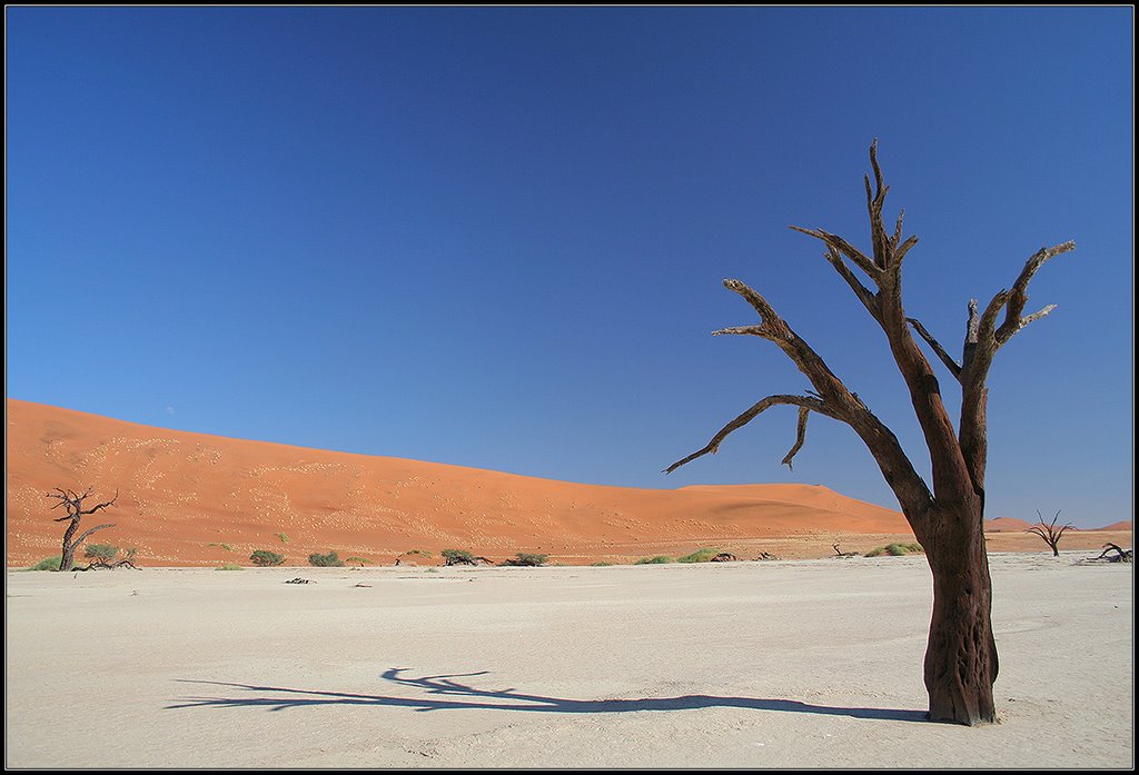 Deadvlei by Oleg Domalega